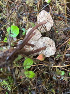 Гриб из Portland Oregon USA