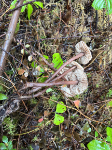 Гриб из Portland Oregon USA