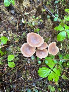 Гриб из Portland Oregon USA