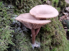 Гриб из Москва