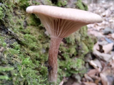 Гриб из Москва