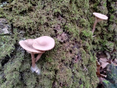 Гриб из Москва