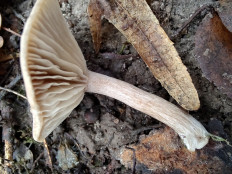 Гриб из Москва