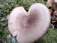 Гриб из Москва