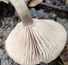 Гриб из Москва