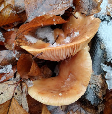 Гриб из Москва