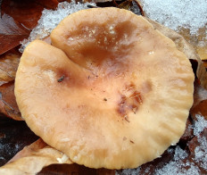 Гриб из Москва