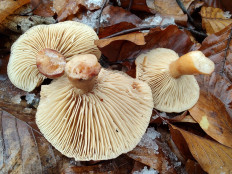 Гриб из Москва