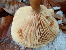 Гриб из Москва