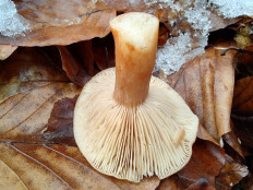 Гриб из Москва