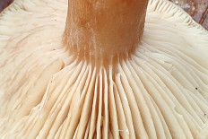 Гриб из Москва