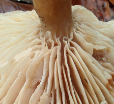 Гриб из Москва