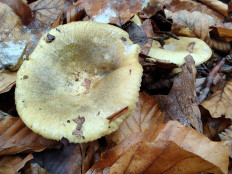 Гриб из Москва