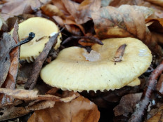 Гриб из Москва