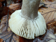 Гриб из Москва