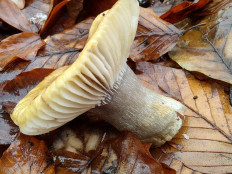 Гриб из Москва