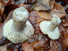 Гриб из Москва