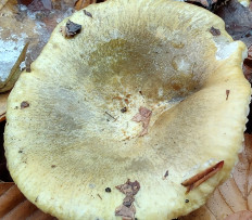 Гриб из Москва