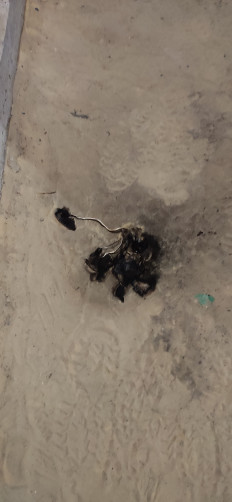 Гриб из Казань