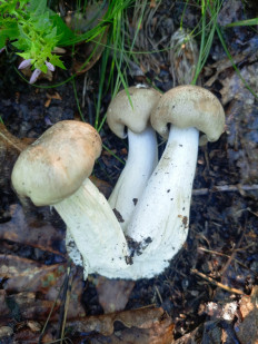 Гриб из Благовещенск