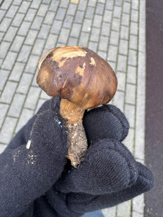 Гриб из Калининград