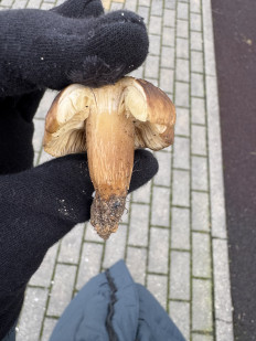 Гриб из Калининград