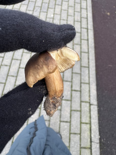 Гриб из Калининград