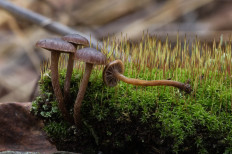 Гриб из Средний Урал