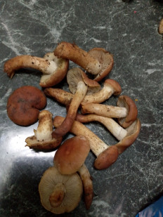 Гриб из Г Москва