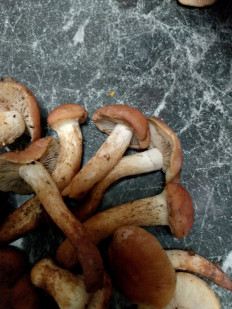 Гриб из Г Москва