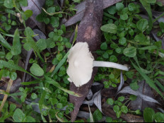 Гриб из Днестровск