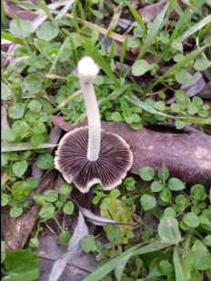 Гриб из Днестровск