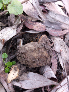 Гриб из Днестровск