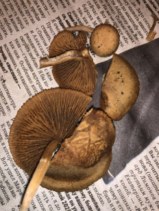 Гриб из Москва