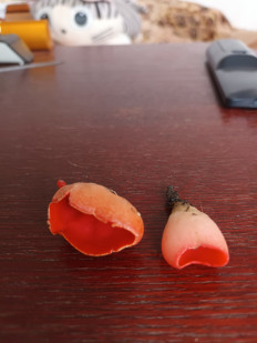 Гриб из Пгт зуя