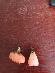 Гриб из Пгт зуя