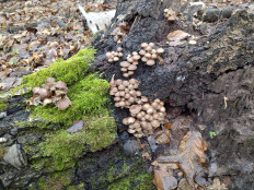 Mycena inclinata - Мицена наклонённая