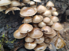 Mycena inclinata - Мицена наклонённая