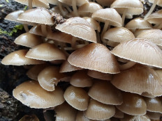 Mycena inclinata - Мицена наклонённая