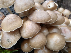 Mycena inclinata - Мицена наклонённая