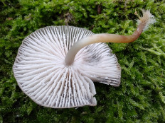 Mycena inclinata - Мицена наклонённая