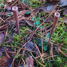 Clavariadelphus fistulosus - Рогатик дудчатый