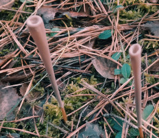 Clavariadelphus fistulosus - Рогатик дудчатый