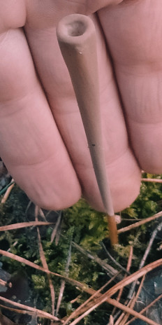 Clavariadelphus fistulosus - Рогатик дудчатый