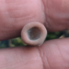 Clavariadelphus fistulosus - Рогатик дудчатый