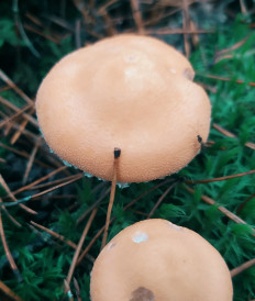 Гриб из Беларусь  Минский район.