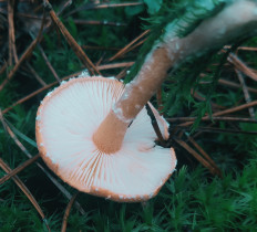 Гриб из Беларусь  Минский район.