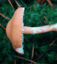 Гриб из Беларусь  Минский район.