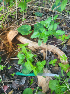 Гриб из Израиль