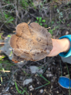 Гриб из Петах Тиква, Израиль